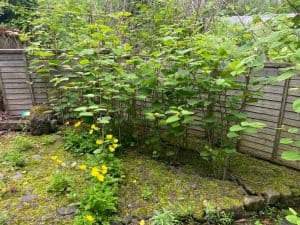 Buying A House With Japanese Knotweed
