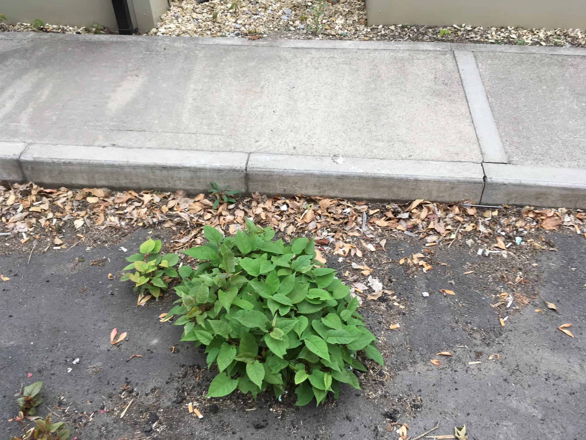 Japanese Knotweed Removal Barry