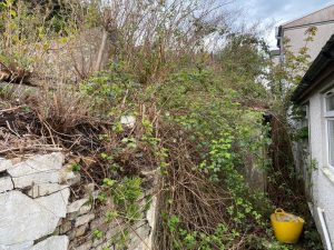 Japanese Knotweed can damage walls and out buildings.