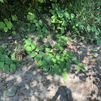 Japanese Knotweed Removal Cross Hands