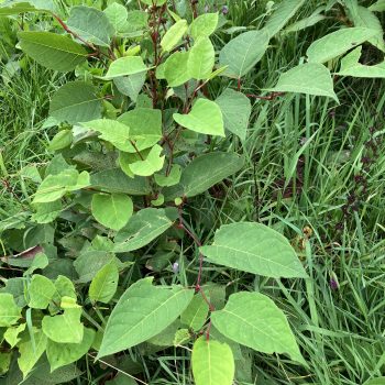Japanese Knotweed Removal in Crickhowell