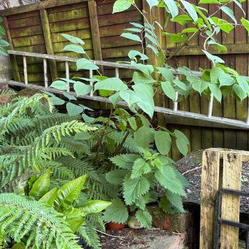 Knotweed Removal Cardigan