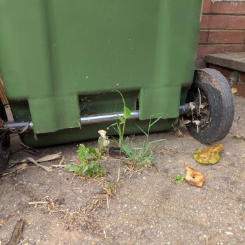 Bamboo Removal in Gower
