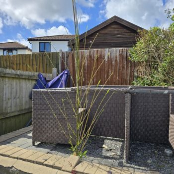 Bamboo Removal In Mumbles