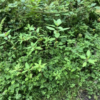 Knotweed Removal Gower
