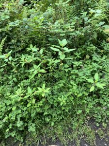 Knotweed Removal Mumbles