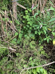 Knotweed Removal Llanvaches