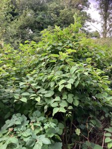 Knotweed Removal Sully