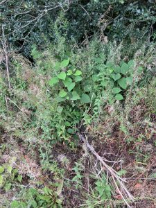 Knotweed Removal Lisvane