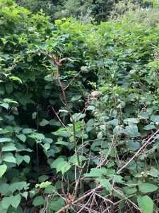 Knotweed Removal Rhiwbina