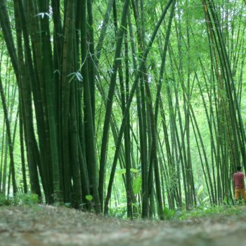 Bamboo Removal in Ogmore-by-Sea