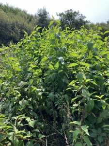 Knotweed Removal Cwmbran