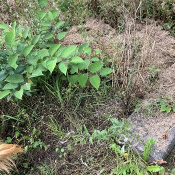 Knotweed Removal Ogmore by Sea