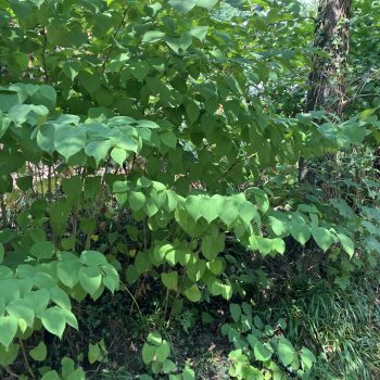 Knotweed Removal Pembroke