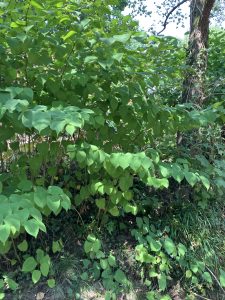 Knotweed Removal Haverfordwest