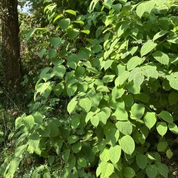 Japanese Knotweed Removal in Cyncoed