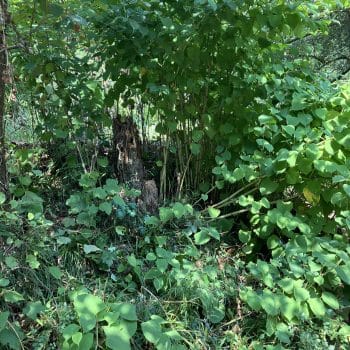 Knotweed Removal Pembroke Dock