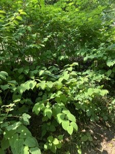 Knotweed Removal Usk